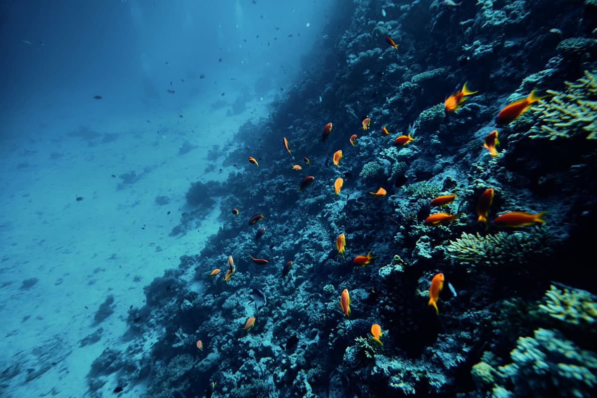 Protecting life underwater: a collective need